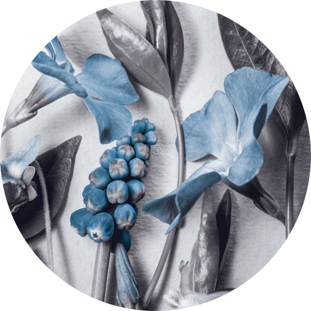 Lily Glass Wall Art
