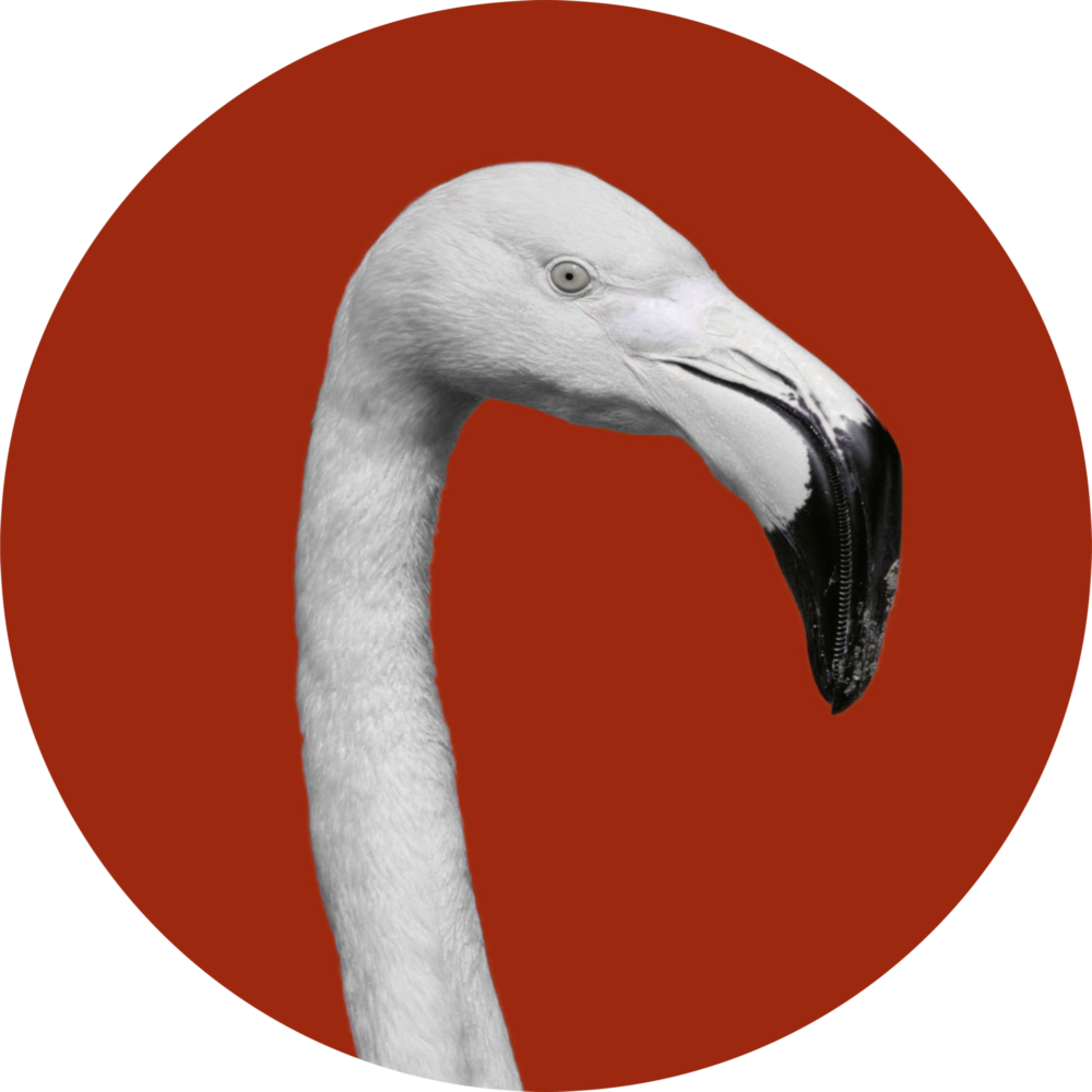 Flamingo Glass Wall Art