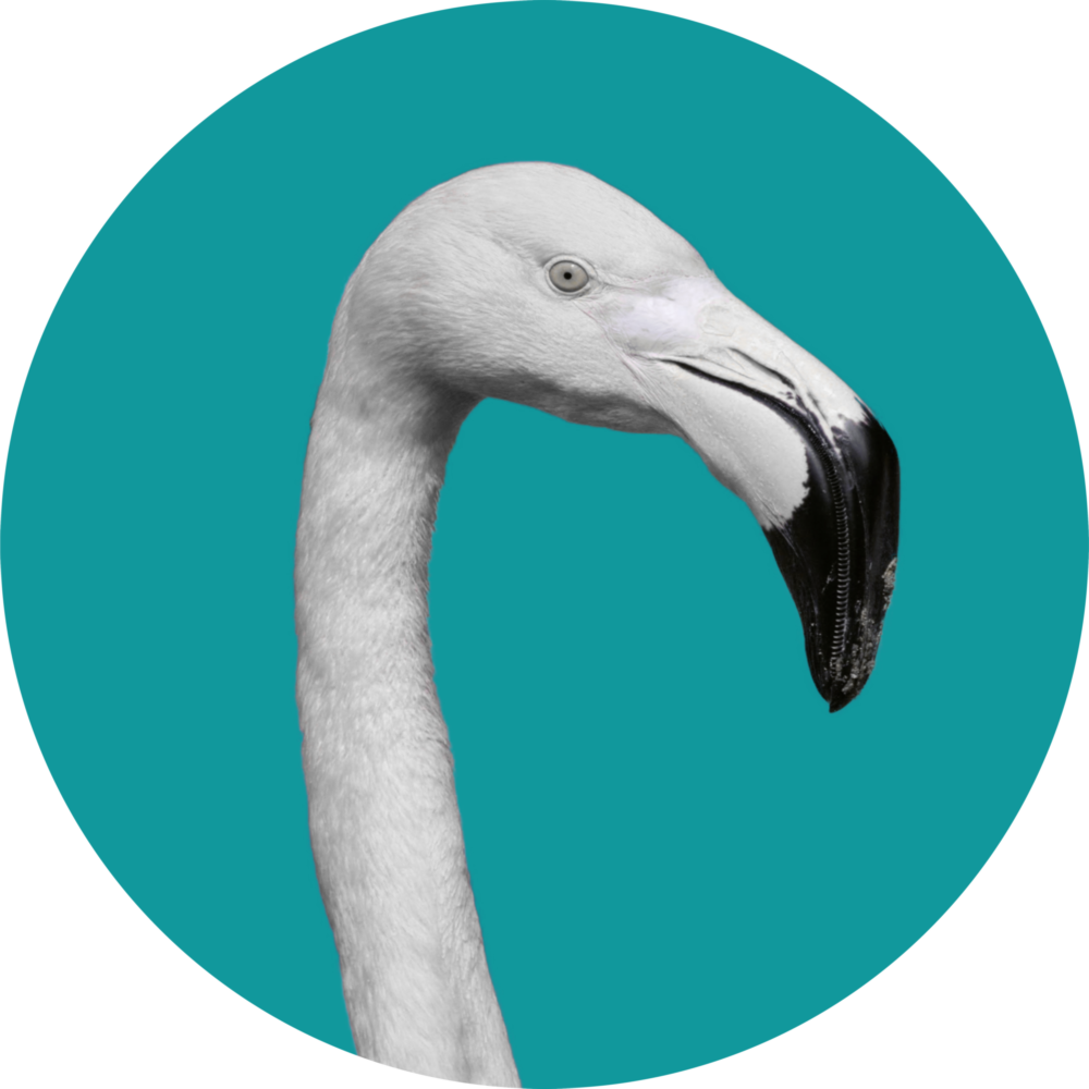 Flamingo Glass Wall Art