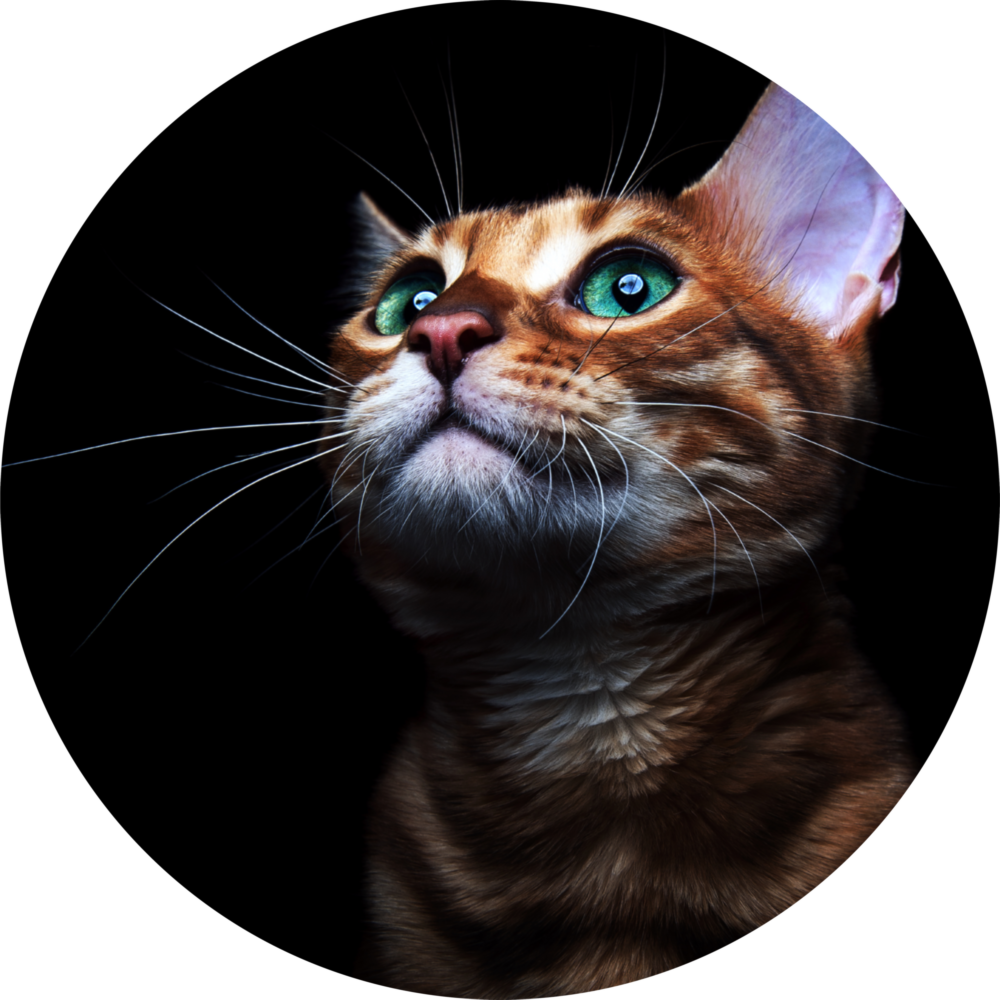 Cat Glass Wall Art