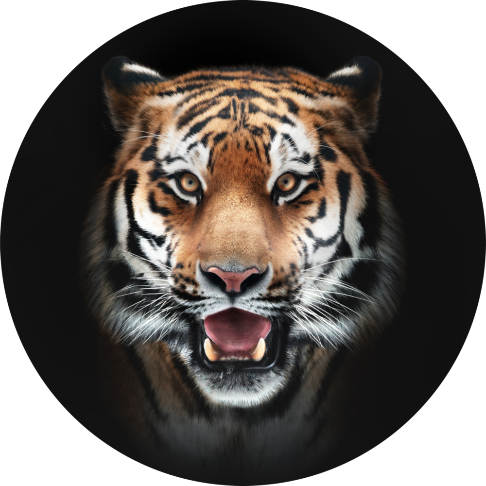 Tiger Glass Wall Art