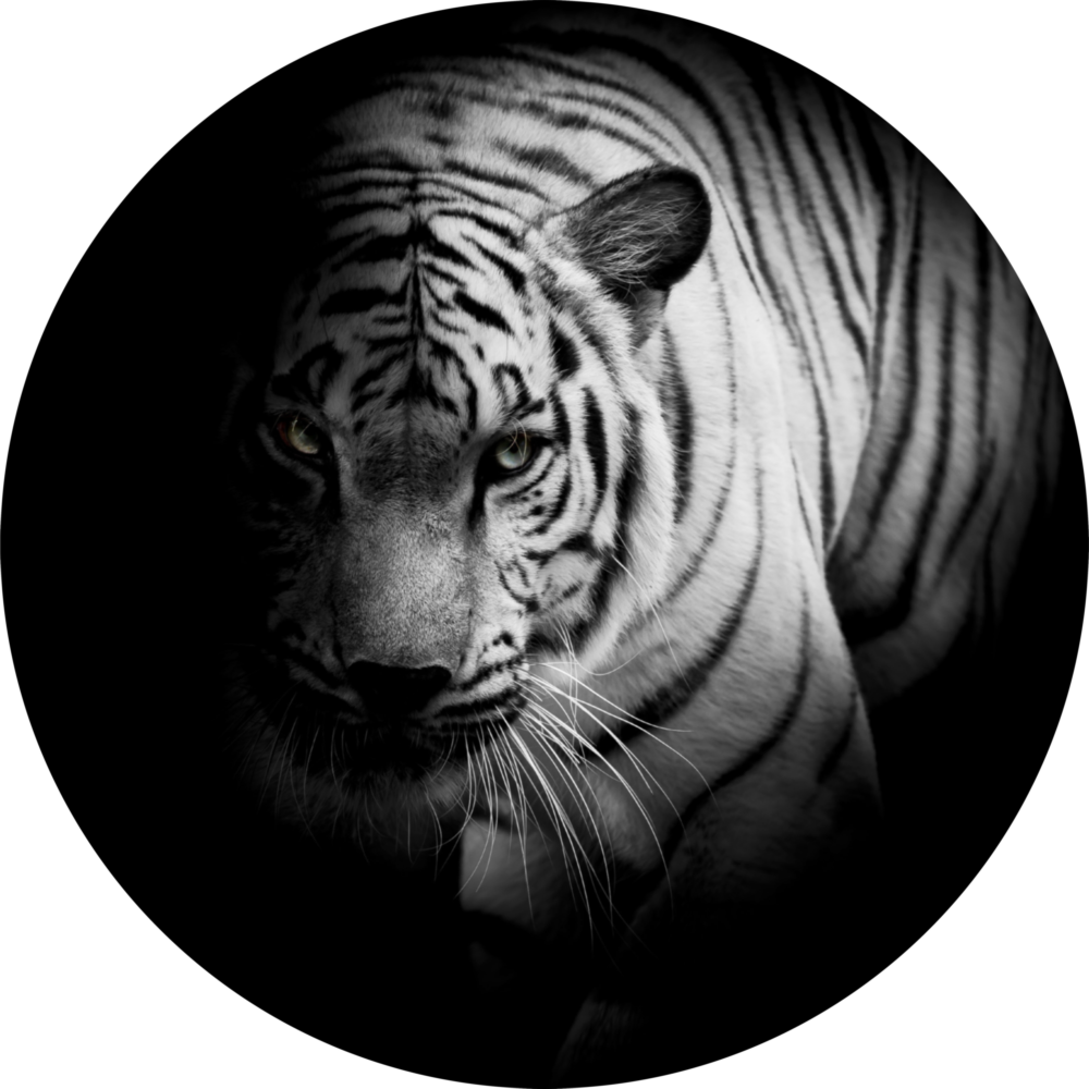Tiger Glass Wall Art