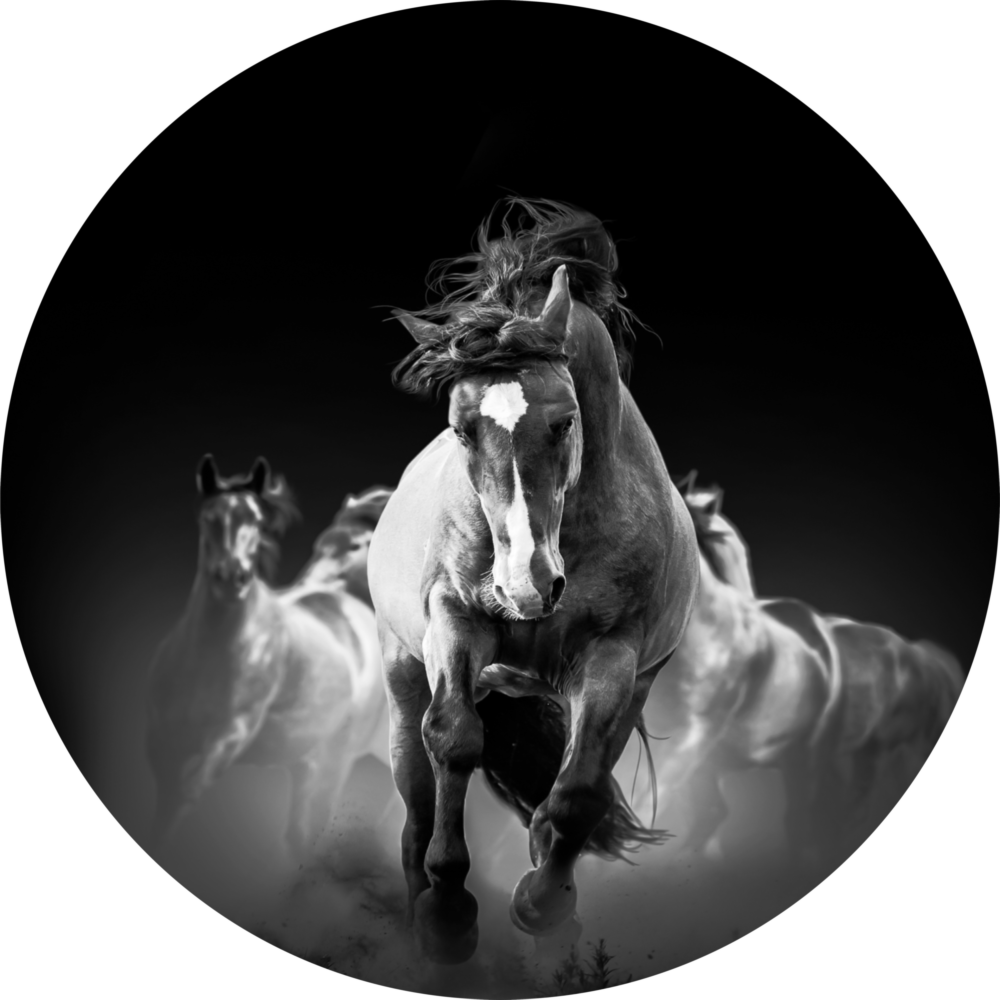 Horses Glass Wall Art