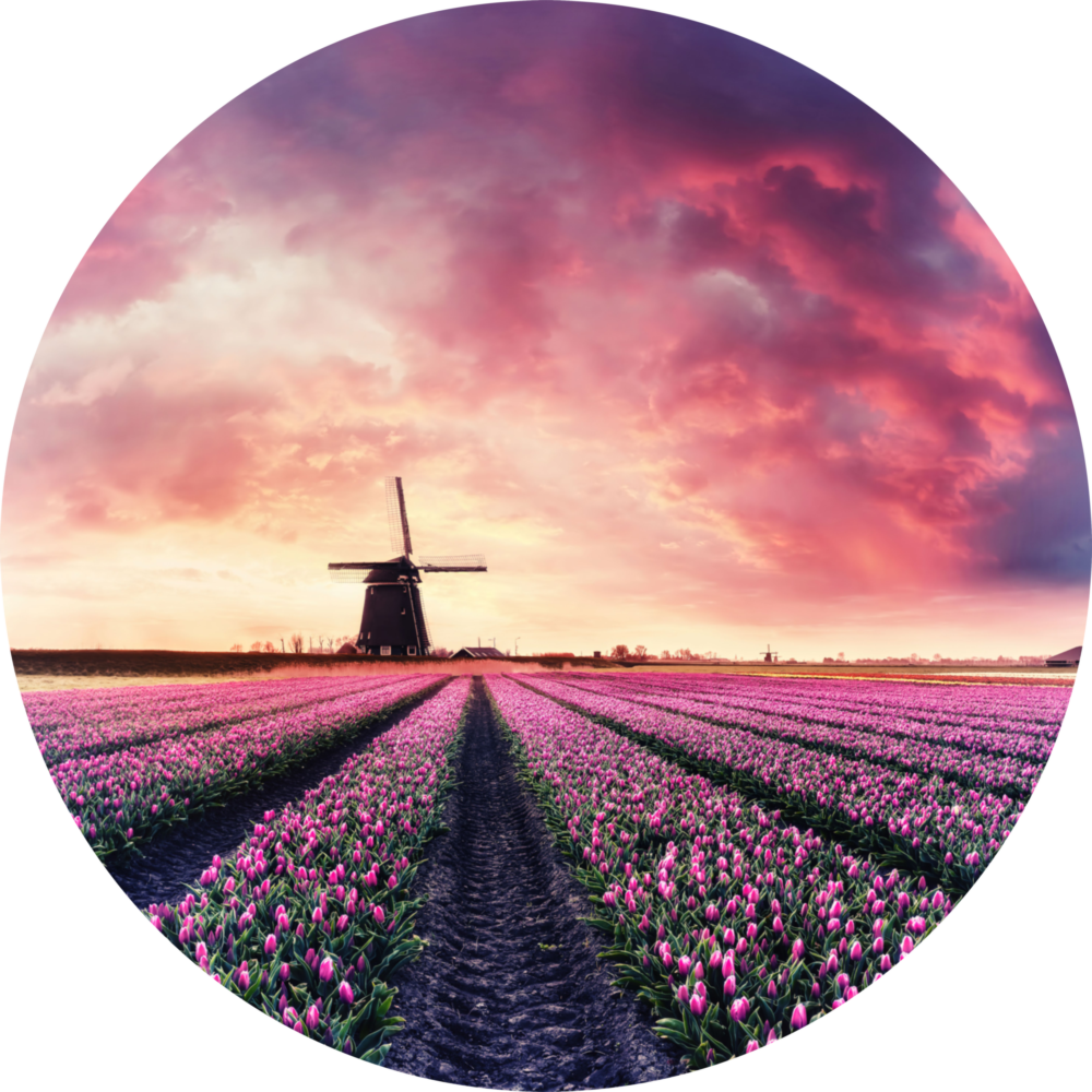 Tulip Garden Glass Wall Art