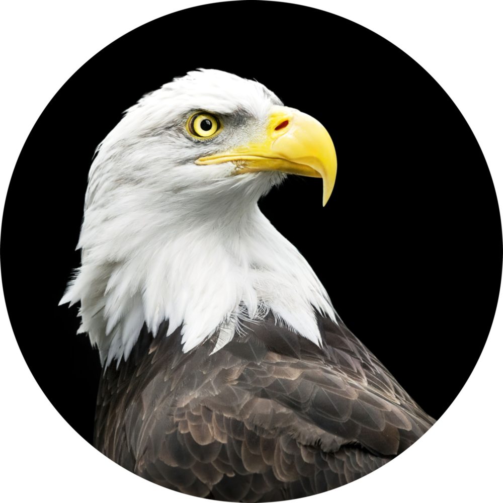 Eagle Glass Wall Art