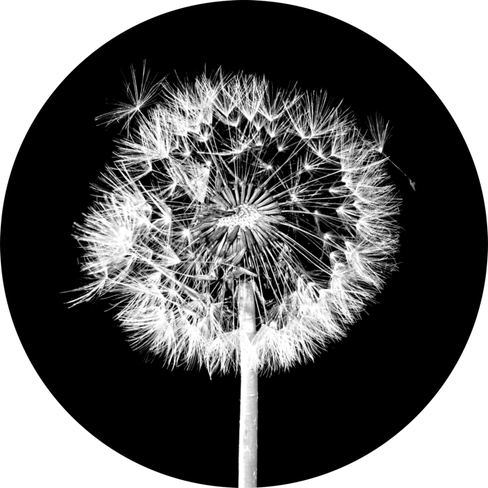 Dandelion Glass Wall Art