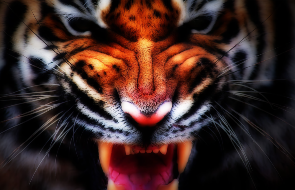 Anger of a Tiger Glass Wall Art
