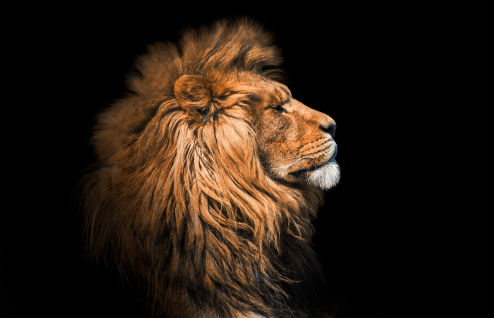 Lion Glass Wall Art