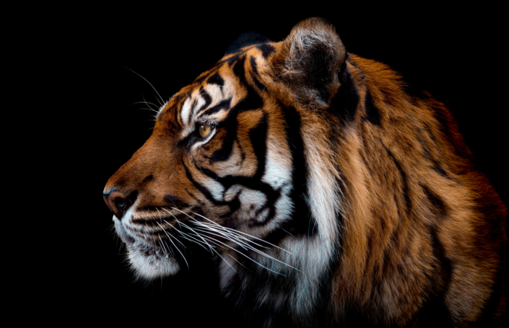 Tiger Glass Wall Art