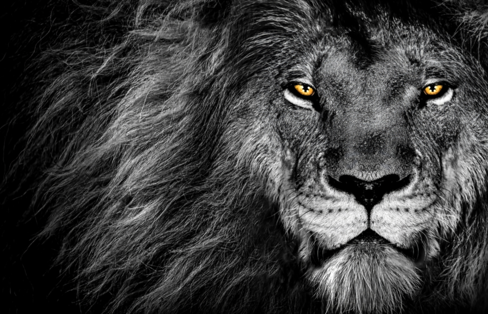 Lion Glass Wall Art