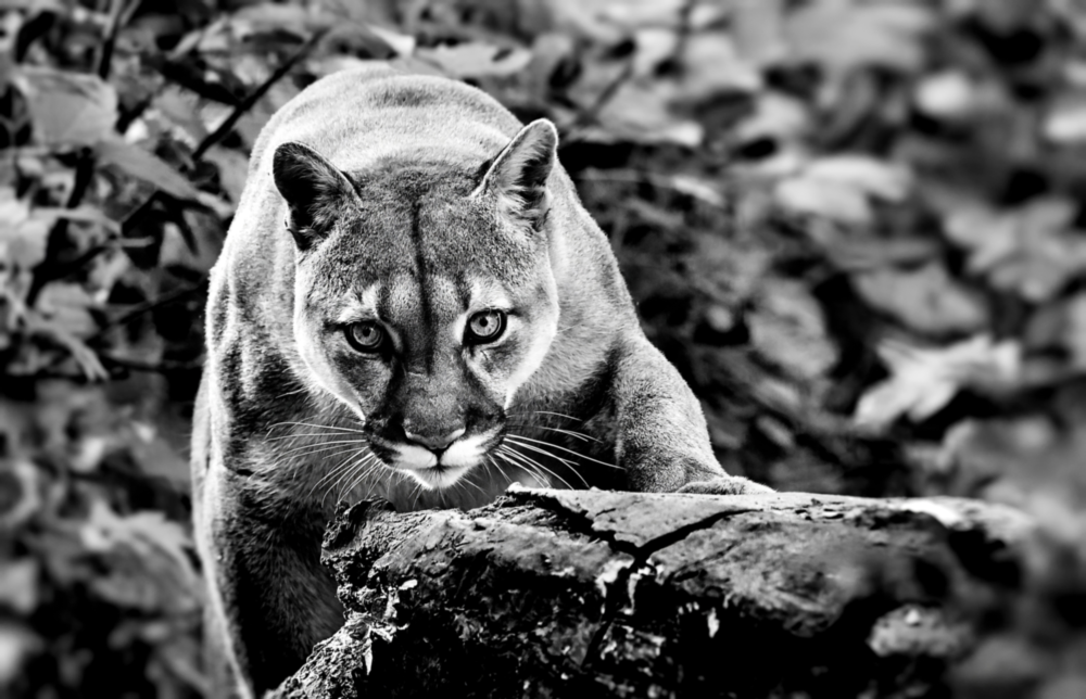 Puma Glass Wall Art