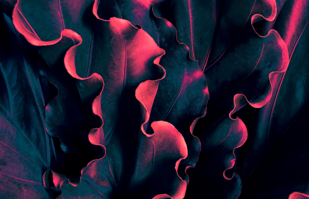 Elegant Red Leaves on Black Glass Wall Art