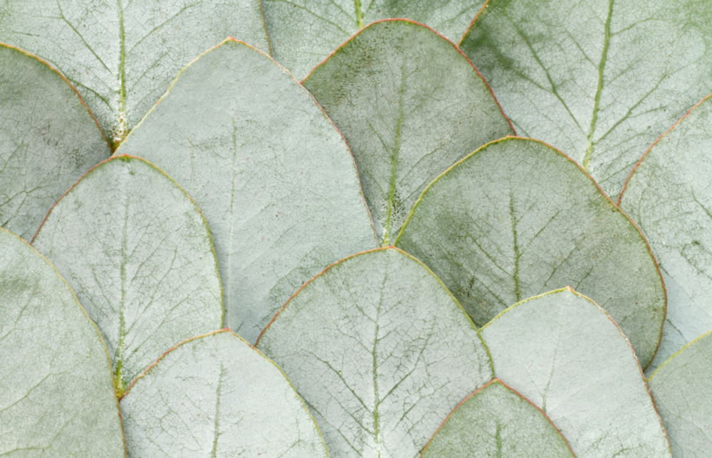 Botanical Glass Wall Art