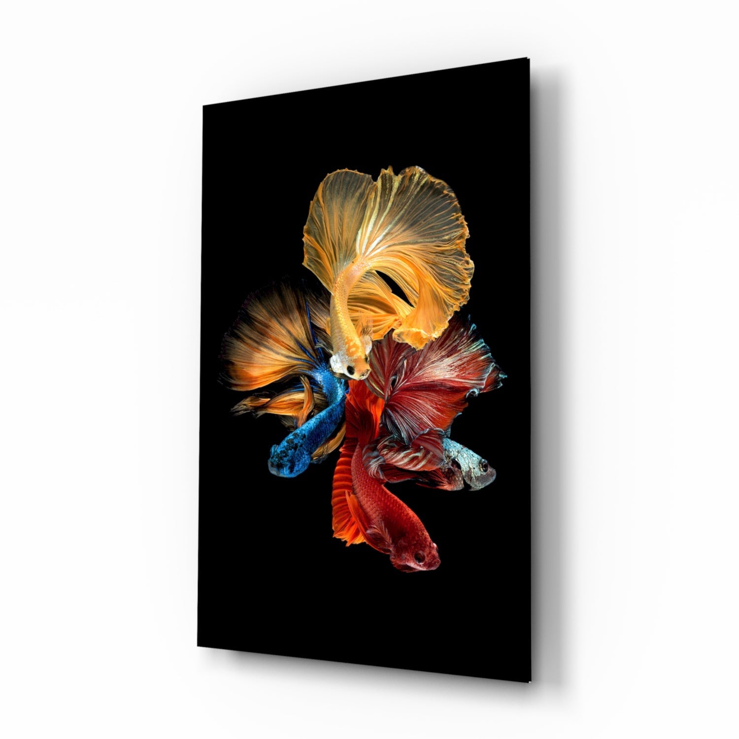 Betta's Dance Glass Wall Art.