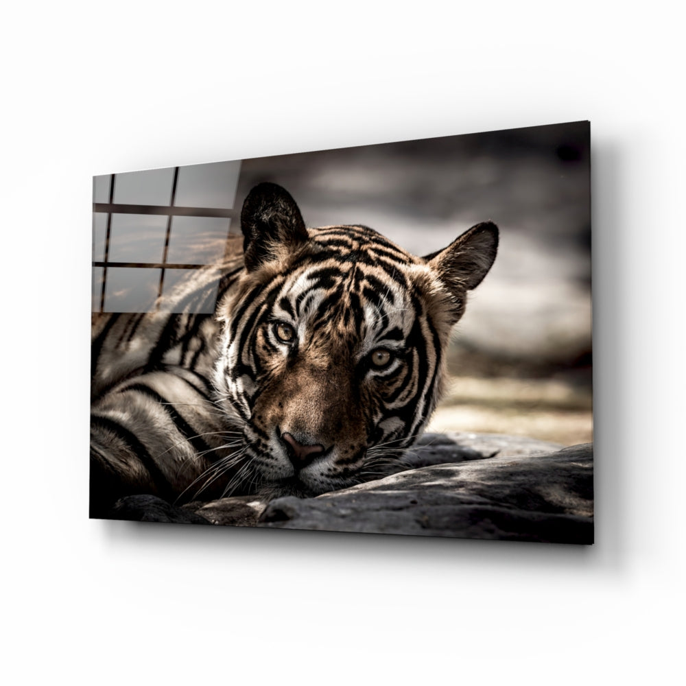 Tiger Glass Wall Art | insigneart.co.uk