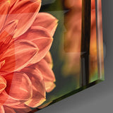 Orange Gerbera Glass Wall Art | insigneart.co.uk